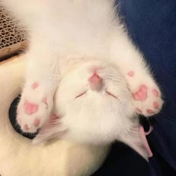 Ảnh đại diện Aadhya