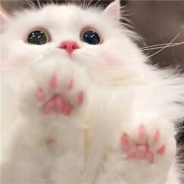 Quản trị viên Amit